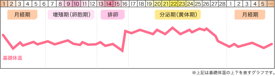 生理がはじまり排卵の頃までは低温期、排卵後は高温期に入るため、体温の移行期が排卵期にあたる。