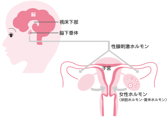 脳の視床下部や脳下垂体が女性ホルモンの分泌をコントロール