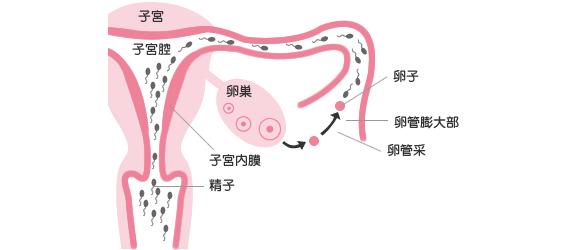 排卵とは卵子が卵巣から排出されて卵管に入ることを指す