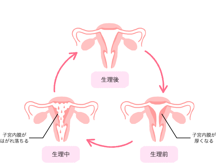 妊娠に備え子宮内膜が厚みを増すが、妊娠しなかった場合は、不要になった子宮内膜がはがれ落ち血液とともに排出され生理が始まる。