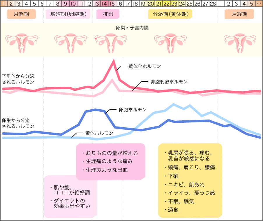 月経周期は、黄体化ホルモン・卵胞刺激ホルモン・卵胞ホルモン・黄体ホルモンの4つのホルモン分泌の変動により、月経期・増殖期（卵胞期）・排卵期・分泌期（黄体期）のサイクルを繰り返します。