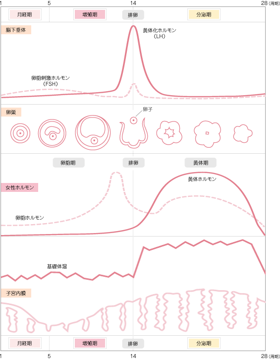 ホルモンバランスの急激な変化がおこる排卵期は出血がおこりやすい。基礎体温が低温期から高温期に移りかわる時期であれば、排卵による出血である可能性が高い。