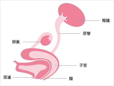 尿路のしくみ