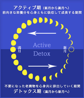 アクティブ期（新月から満月へ）前向きな栄養分を心身ともに吸収して成長する期間 デトックス期（満月から新月へ）不要になった老廃物を心身共に排出していく期間