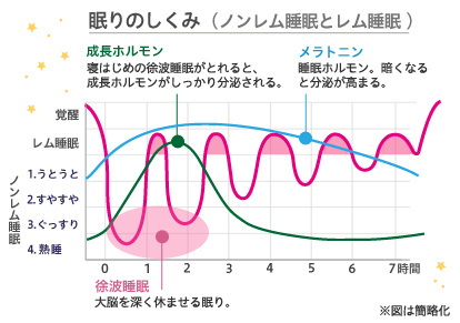 眠りのしくみ（ノンレム睡眠とレム睡眠）