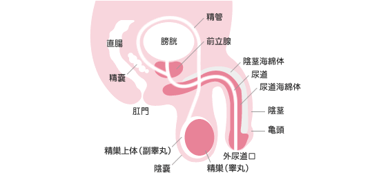 ちょっと気になる男性性器のメカニズム