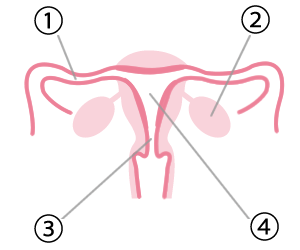 女性側の原因は、大きく分けて4つあります