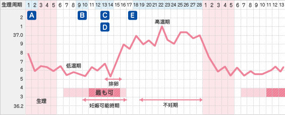 生理周期で見る不妊症の検査