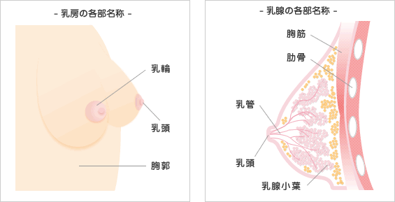 乳房の各部名称