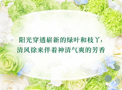 阳光穿透崭新的绿叶和枝丫，清风徐来伴着神清气爽的芳香