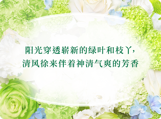 阳光穿透崭新的绿叶和枝丫，清风徐来伴着神清气爽的芳香