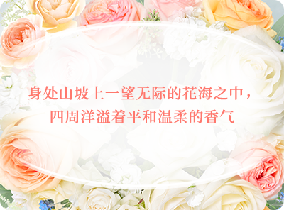 身处山坡上一望无际的花海之中，四周洋溢着平和温柔的香气