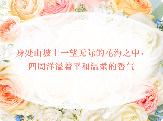 身处山坡上一望无际的花海之中，四周洋溢着平和温柔的香气